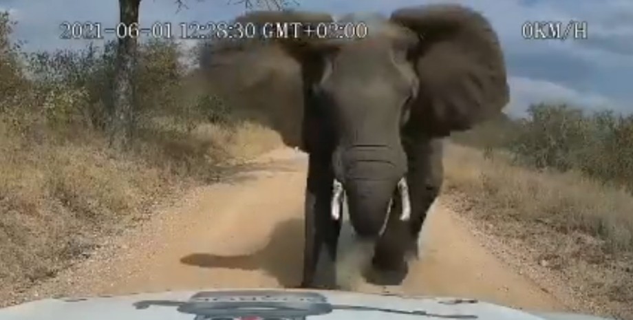 Африка, слон, автомобиль, нападение,