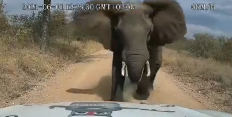 Африка, слон, автомобиль, нападение,