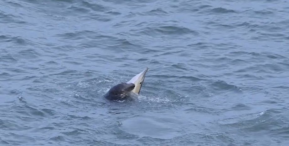 сірий тюлень і дельфін дельфін і сірий тюлень