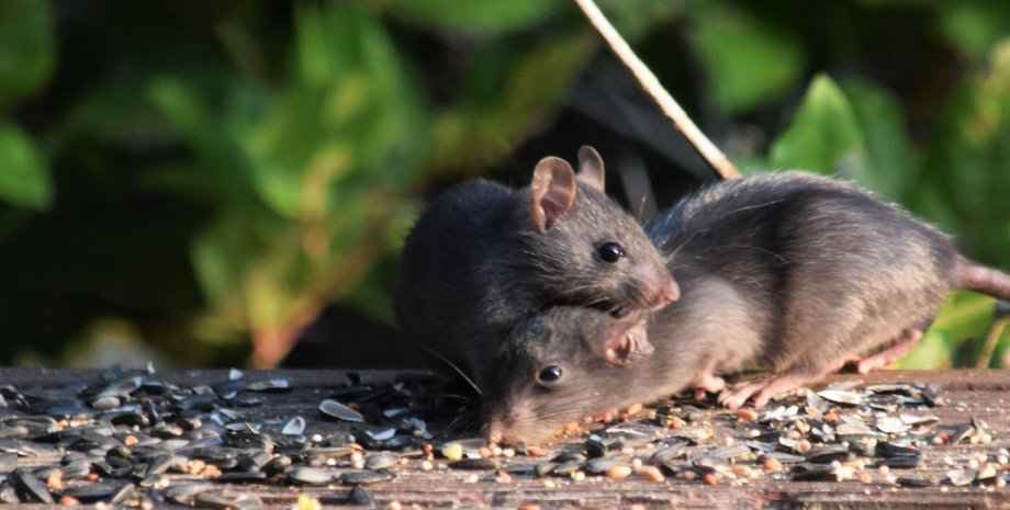 мыши животное, грызун, природа