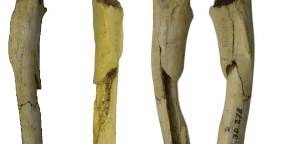 Плечевая кость собаки