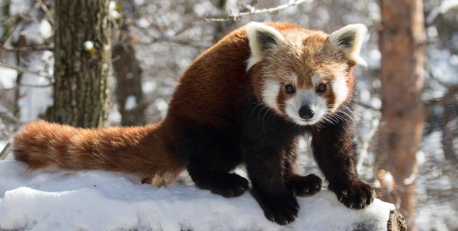 Мушу/Фото: Parc Animalier d'Auvergne