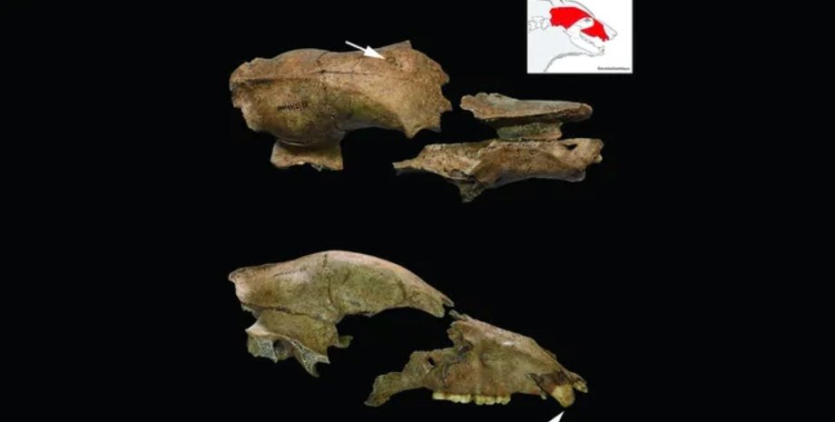 исследователи нашли череп медведя