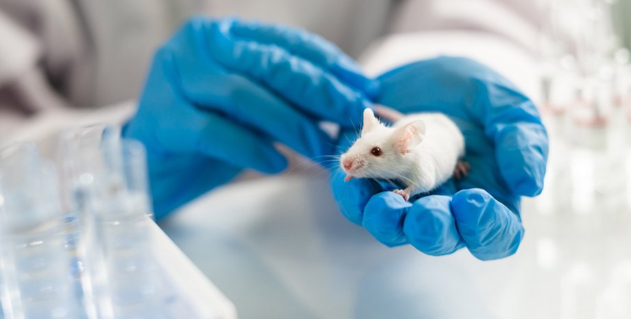 Лабораторна миша, вчений, руки, фото
