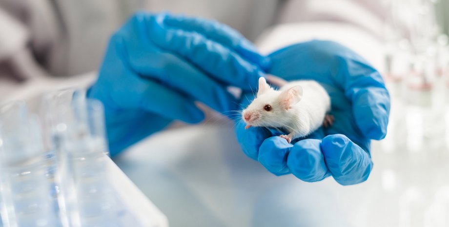 Лабораторна миша, вчений, руки, фото