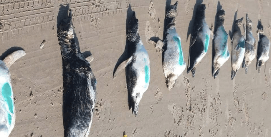 Мертвые пингвины