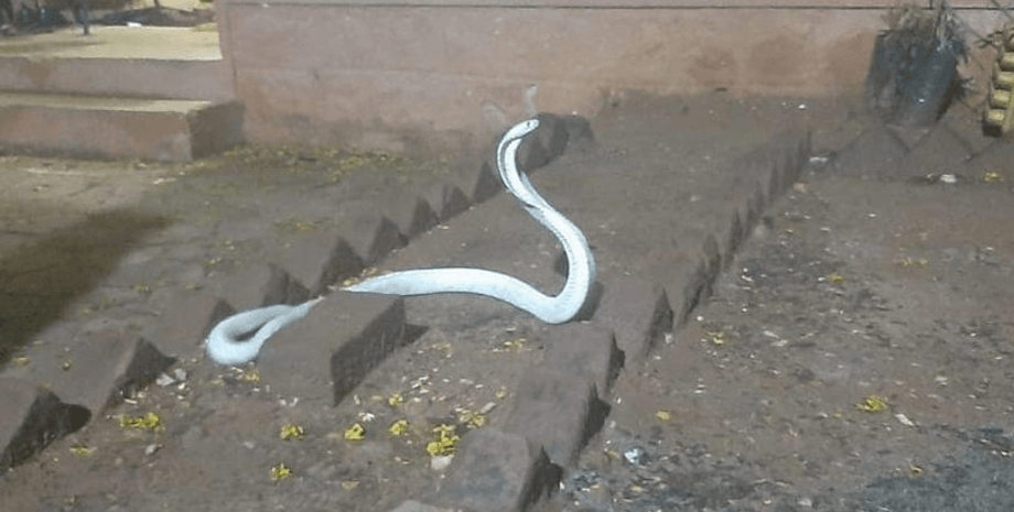 Змея, кобра, ядовитая змея, редкая змея, кобра-альбинос