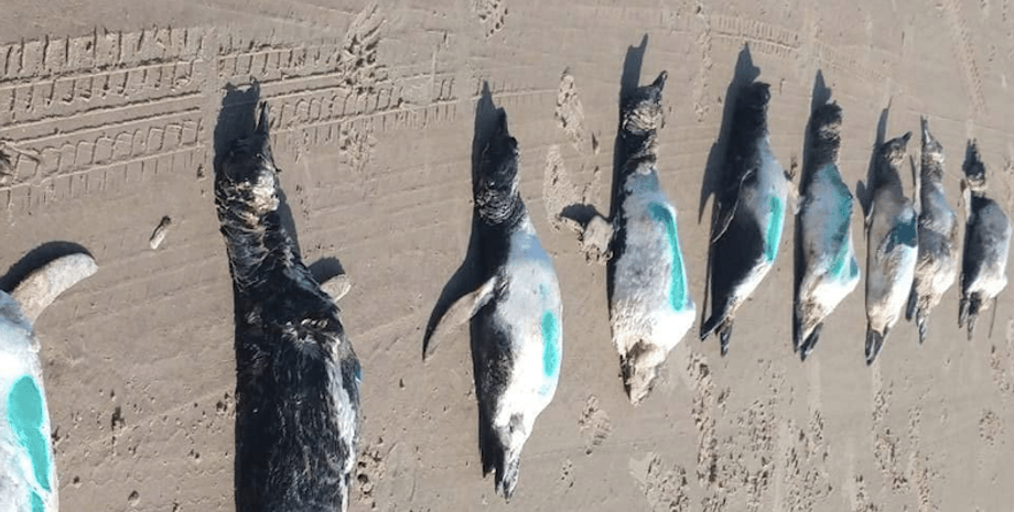Мертвые пингвины