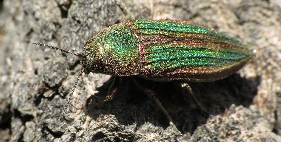 насекомое жук златка