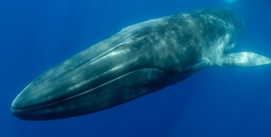 синій кит