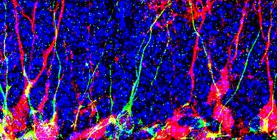 нейроны, новые нейроны