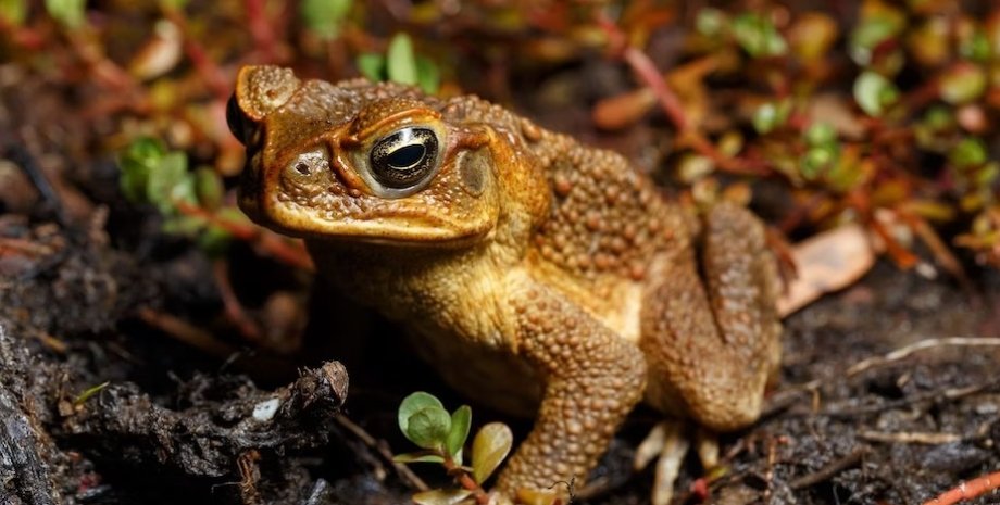 жаби, токсичні жаби, жаби в Австралії