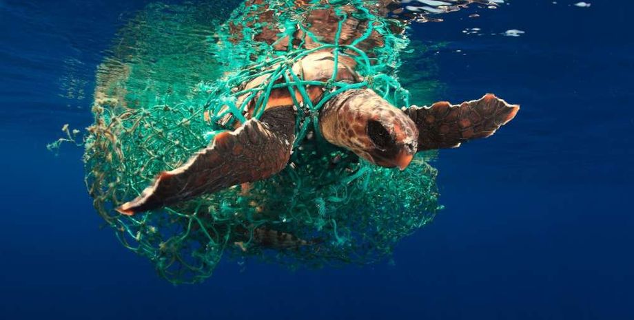 Эдуардо Асеведо, UPY2019