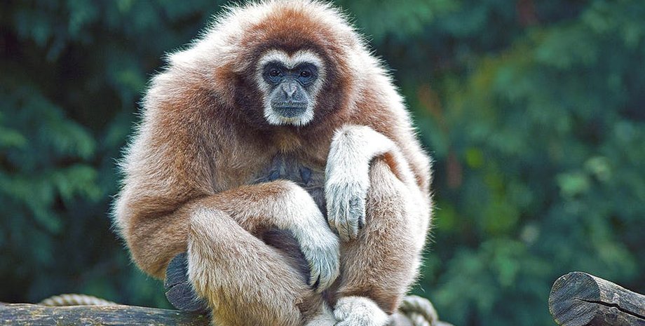 Фото: Jerome Ludmann