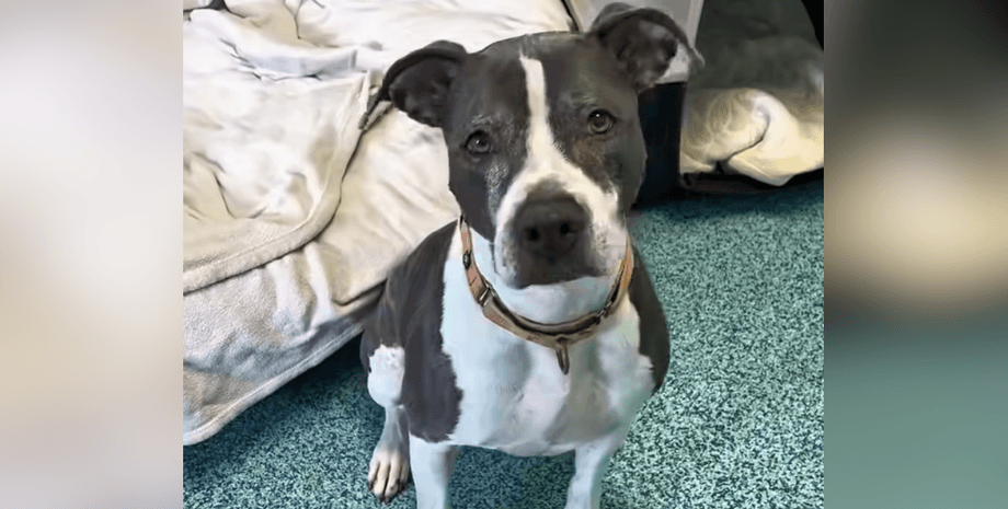 Чудового старого собаку три роки ігнорували в притулку: згодом сталося справжнє диво