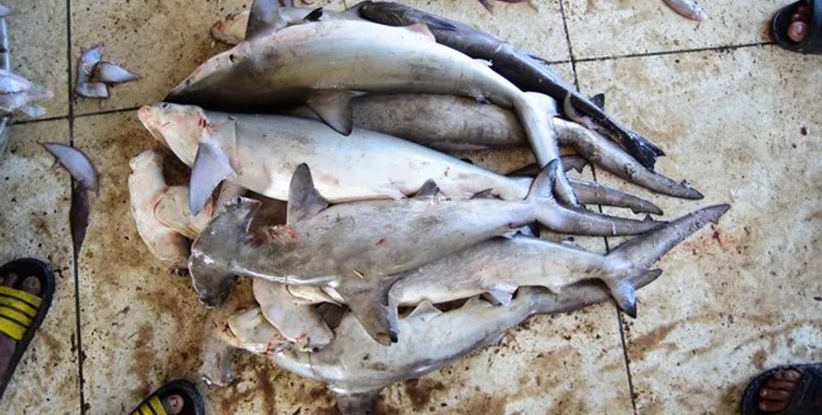 акули, масова загибель акул, акули масова загибель