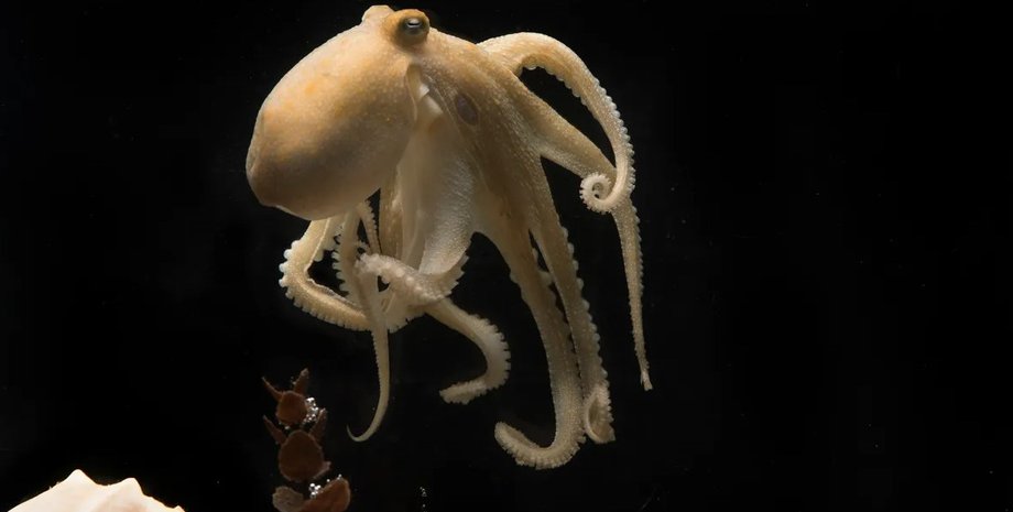 осьминог, осьминог смерть, осьминог размножение