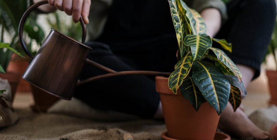 рослини П'ять найкращих рослин для боротьби з цвіллю