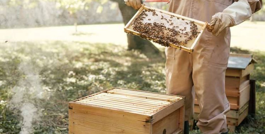 Кейт Миддлтон, принцесса уэльская, пчеловодство в королевской семье, международный день пчел 2023, ульи