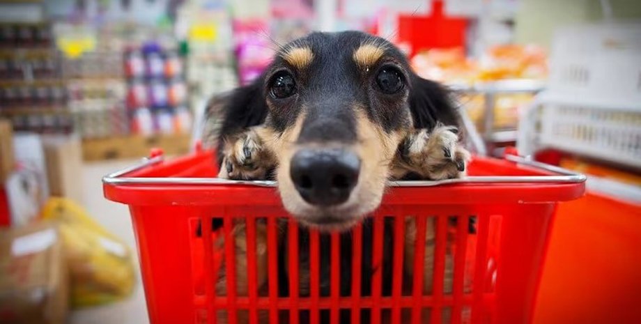 собаки, інтелект домашніх тварин, поведінка тварин, розуміння мови собак, сигнали у собак, наукові дослідження собак, дресирування собак, зв'язок між людиною і твариною