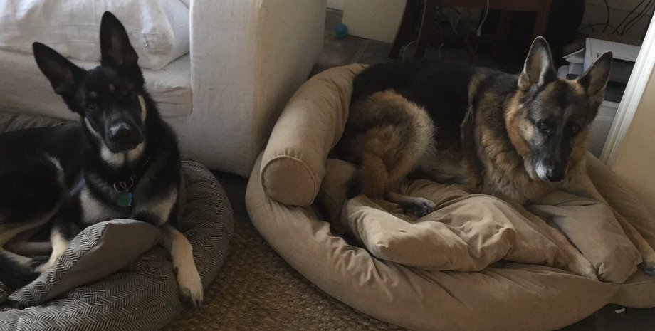 собаки Байдена, Мэйджор, Чемп, Белый дом, Джо Байден