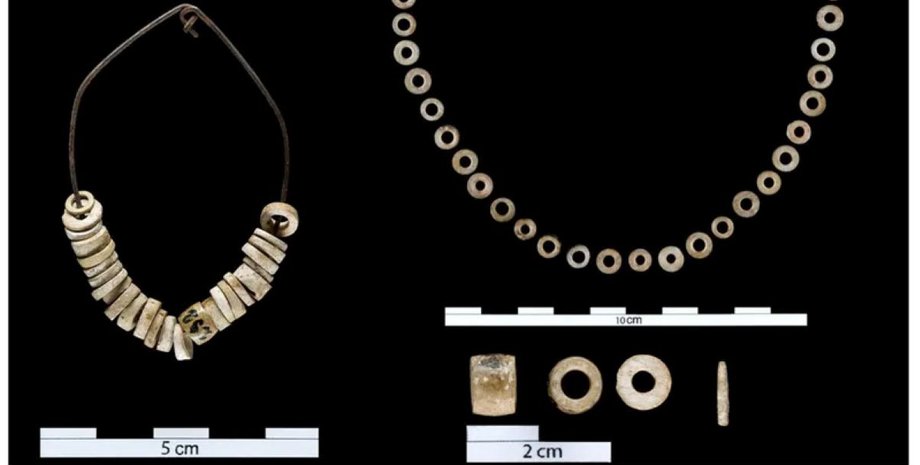 вчені дослідили древні скам'янілості