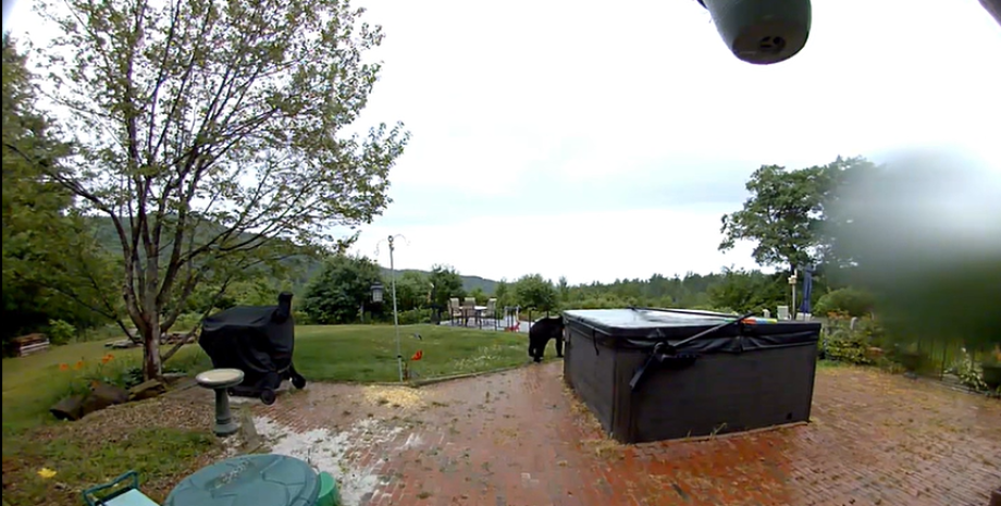 Двор возле дома Медведь пришел в дом к людям