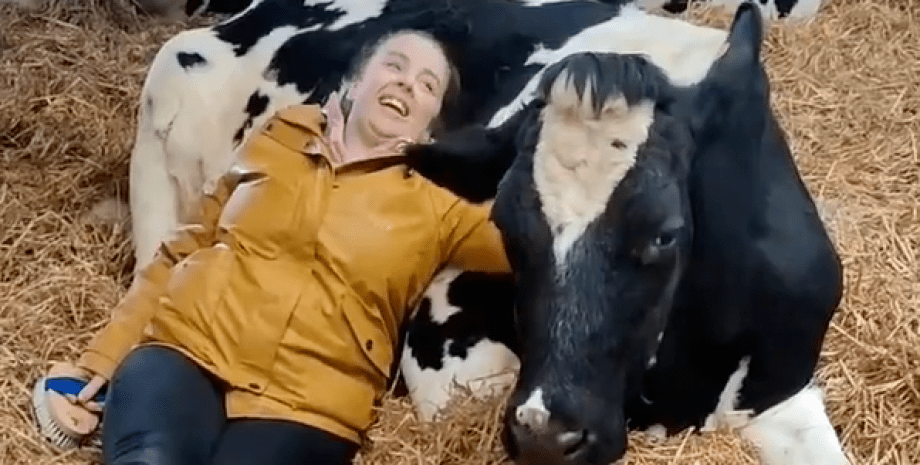 корова, ферма, обійми