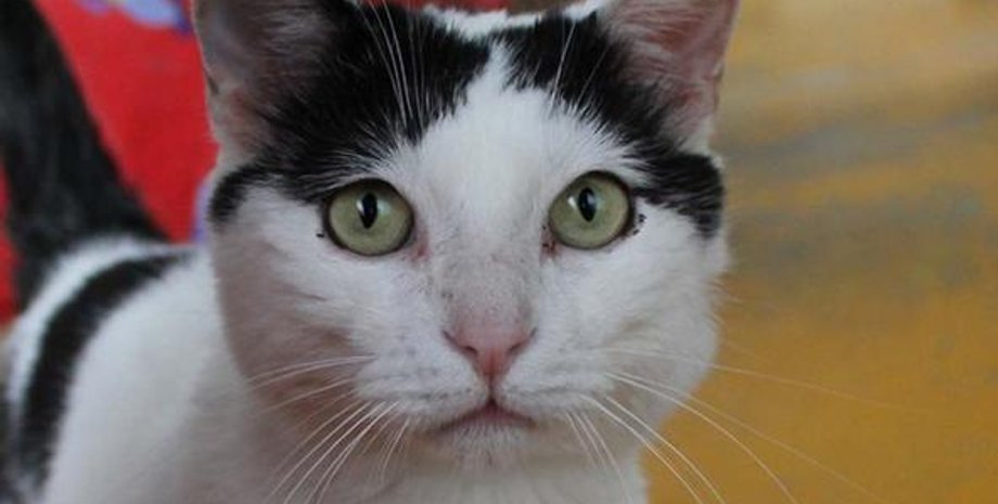 Кот-наследник / Фото: ilgiornaledivicenza.it