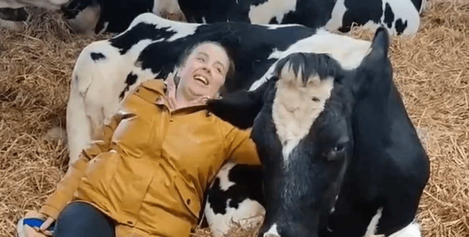 корова, ферма, объятия