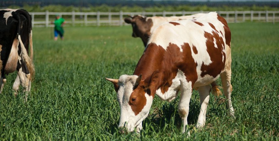 Фото: pexels.com