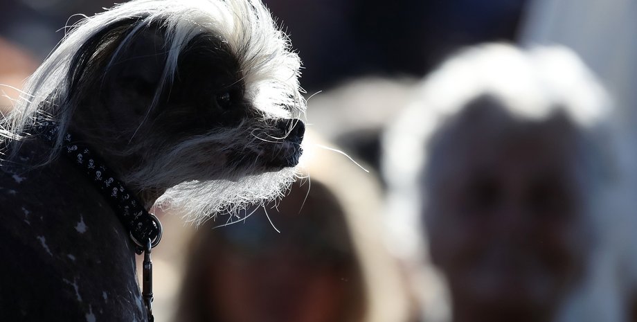 уродливая собака