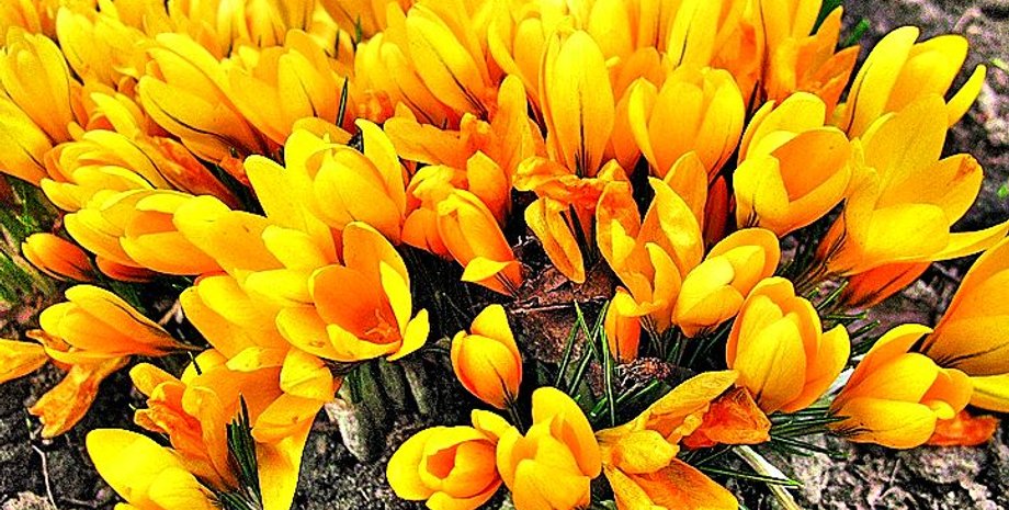 Фото из открытых источников