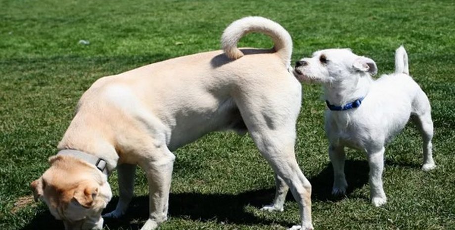 собаки нюхают под хвостом