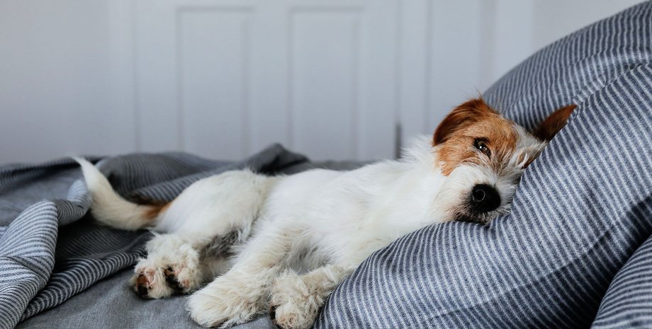 Собака, сон, животное, ветеринар