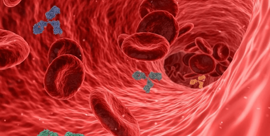клітини крові, кровоносна судина, еритроцити, тромбоцити