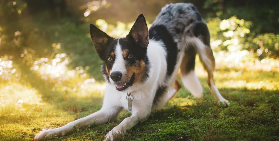 Собака, тварина, собака нишпорив у дворі, собака знайшов бомбу, снаряд, військова бомба, бомба у дворі, сапери, евакуація