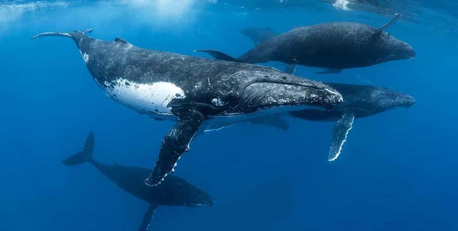 Tony Wu/naturepl.com