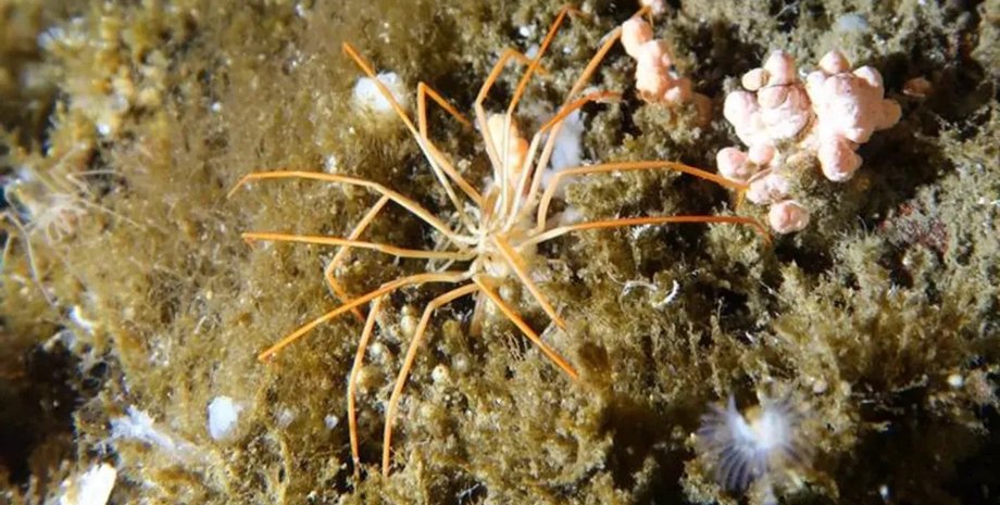 гігантський морський павук антарктида