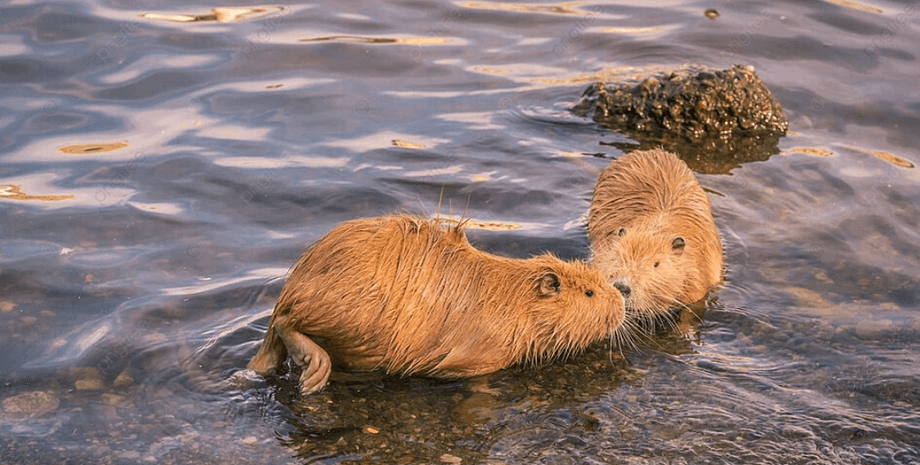Британка по ошибке накормила нутрию в чешской столице по ошибке