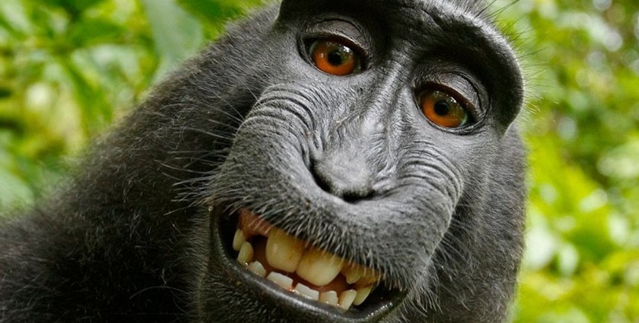 Фото: © wikipedia.org/NBC News