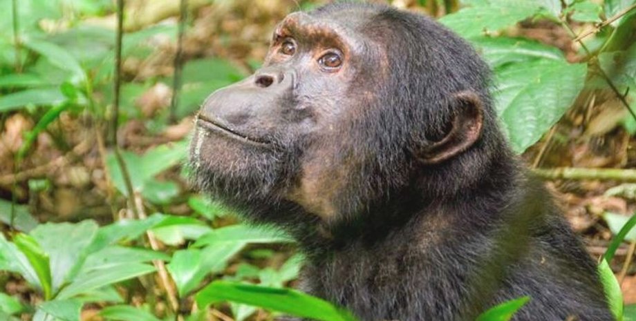 шимпанзе, примати, джунглі