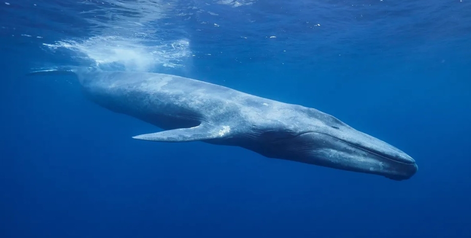 кит, синий кит, кит океан