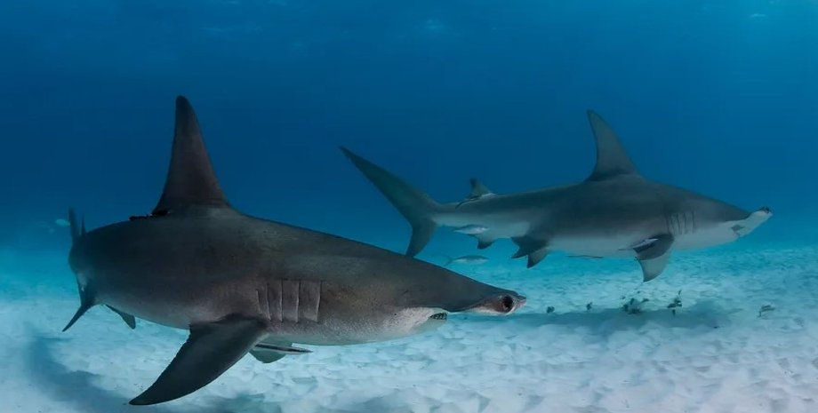 акули, акули-молоти