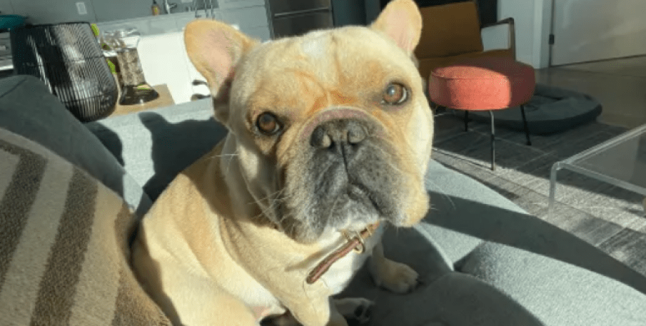 Французский бульдог Эш Французский бульдог, собака, пес