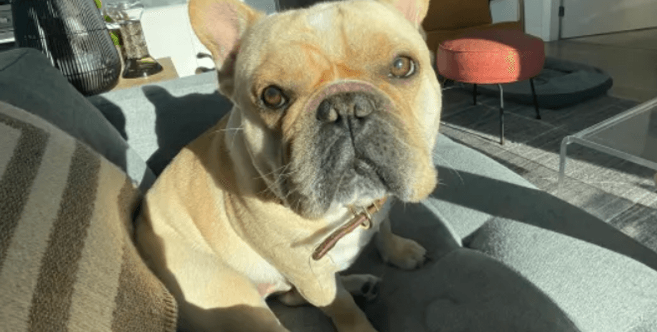 Французский бульдог, собака, пес