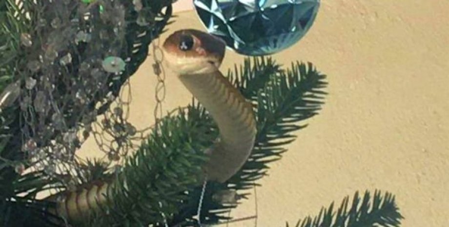 змея в елке