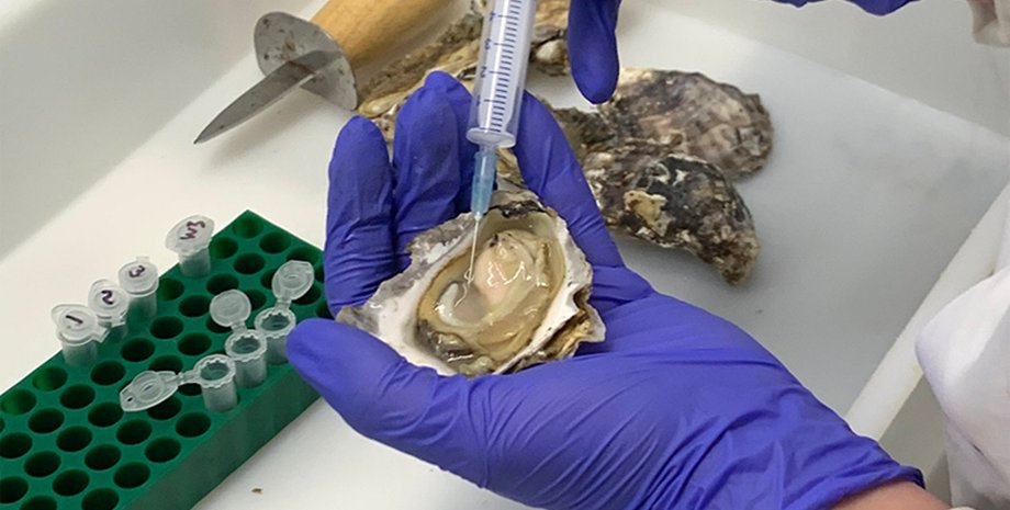 устрицы, кровь устриц, устрицы антибиотики