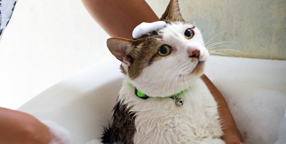 кот, купание, ветеринар, советы