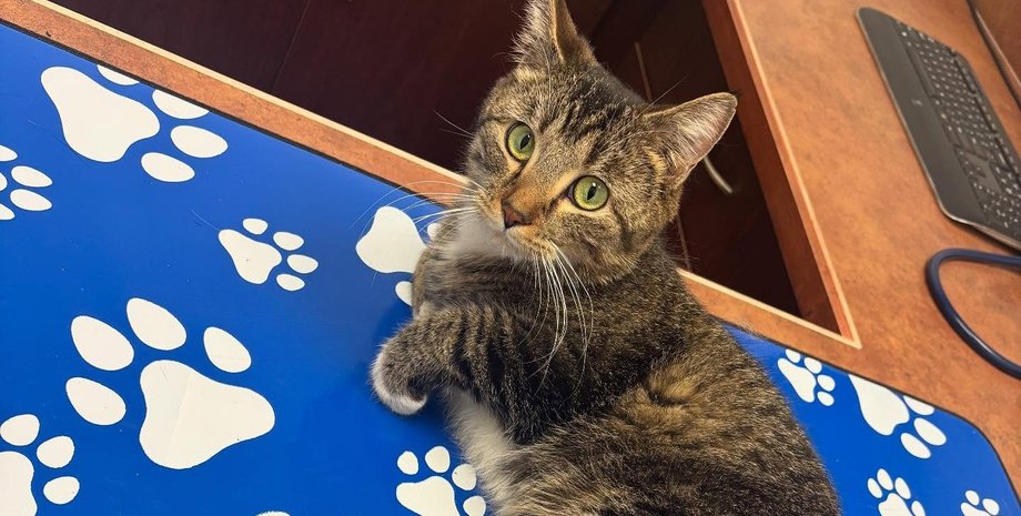 Кошка с шестью лапами в Канаде